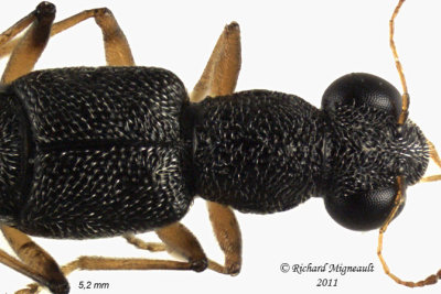 Rove Beetle - Stenus flavicornis 4 m11