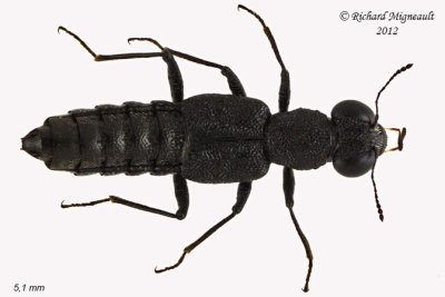 Rove Beetle - Stenus, Subgenus Stenus sp2 1 m12
