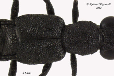 Rove Beetle - Stenus, Subgenus Stenus sp2 2 m12