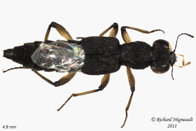 Rove Beetle - Stenus Subgenus Stenus 1 m11