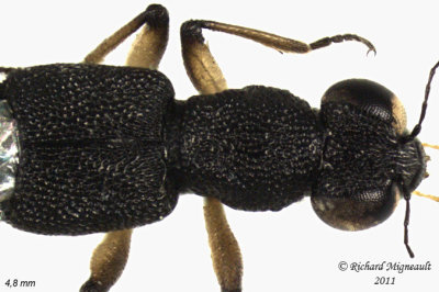 Rove Beetle - Stenus Subgenus Stenus 2 m11