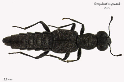 Rove Beetle - Stenus Subgenus Stenus 1 m12