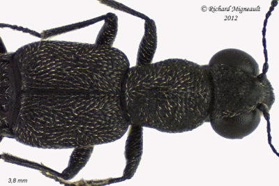 Rove Beetle - Stenus Subgenus Stenus 2 m12