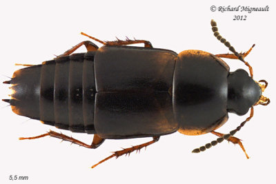 Subfamily Tachyporinae - Crab-like Rove Beetles