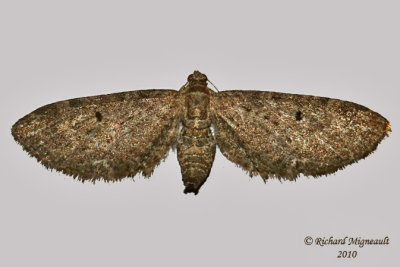 7474 - Common Eupithecia - Eupithecia miserulata m10