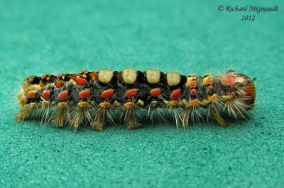 8308 - Rusty Tussock Moth - Orgyia antiqua caterpillar m12