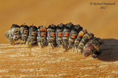 8308 - Rusty Tussock Moth - Orgyia antiqua caterpillar chenille m12