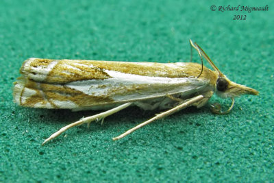 5342 - Bidens Grass-veneer Moth - Crambus bidens m12