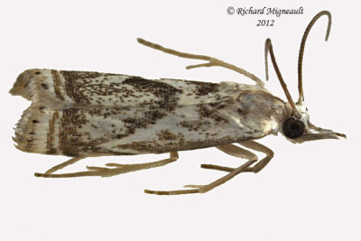 5420 - Elegant Grass-veneer Moth - Microcrambus elegans m12