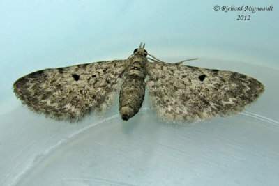 7474 - Common Eupithecia - Eupithecia miserulata m12