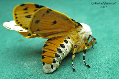 8131 - Salt Marsh Moth - Estigmene acrea 5 m12
