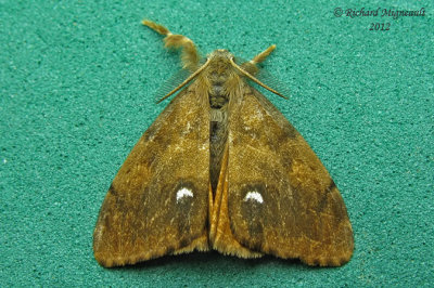 8308 - Rusty Tussock Moth - Orgyia antiqua levage 2 male m12