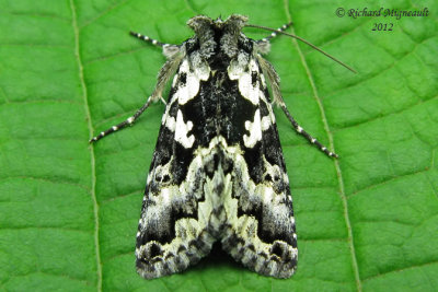8942 - Salt-and-pepper Looper Moth - Syngrapha rectangula 2 m12