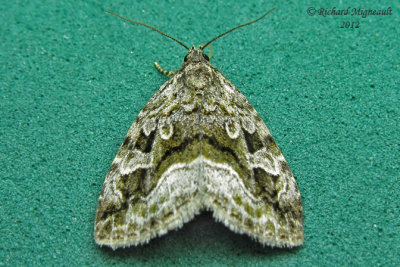 9047 - Large Mossy Lithacodia Moth - Protodeltote muscosula 2 m12