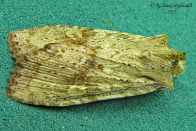 9887 - Bethunes Pinion Moth - Lithophane bethunei m12