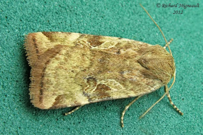 11012 - Catocaline Dart Moth - Cryptocala acadiensis 2 m12