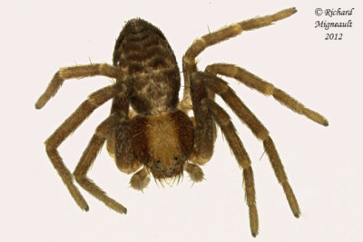 Running Crab Spider - Philodromus sp 1 3.2mm 317 m12 