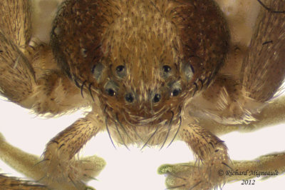 Running Crab Spider - Philodromus sp 2 3.2mm 317 m12