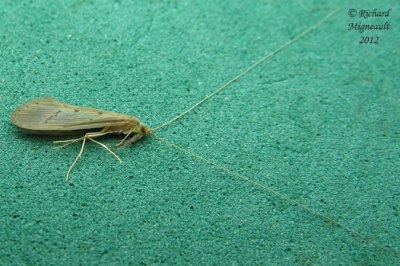 Longhorned Caddisfly - Oecetis sp 1 m12