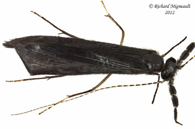 Longhorned Caddisfly - Mystacides sepulchralis m12
