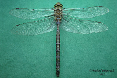 Darner - Aeshna constricta 1 m12