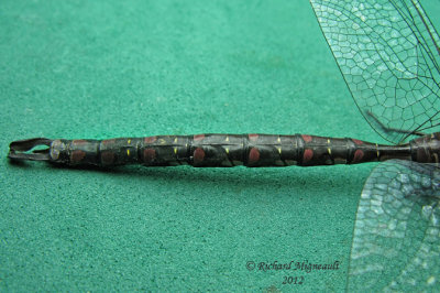 Darner - Aeshna constricta 2 m12