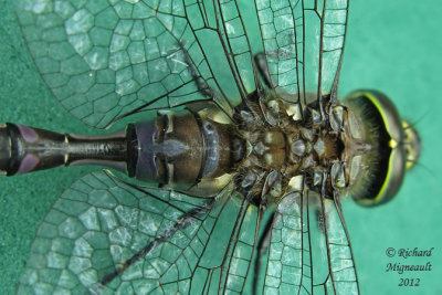 Darner - Aeshna constricta 3 m12