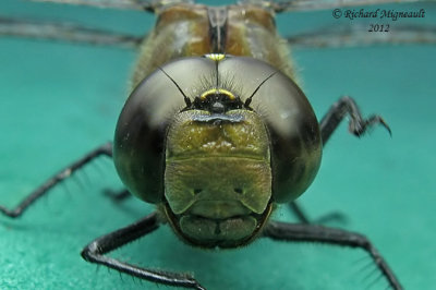Darner - Aeshna constricta 4 m12