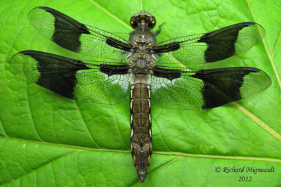 Skimmer - Plathemis lydia - Common Whitetail young male m12