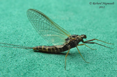Pronggilled Mayfly - Leptophlebia sp1 m12