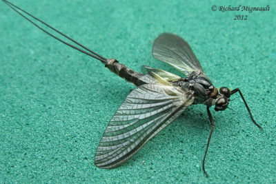 Pronggilled Mayfly - Leptophlebia sp2a m12