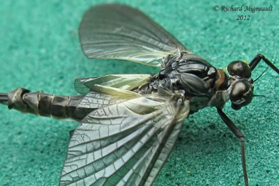 Pronggilled Mayfly - Leptophlebia sp2b m12