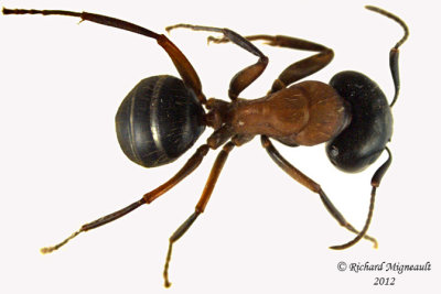 Carpenter Ant - Camponotus novaeboracensis m12