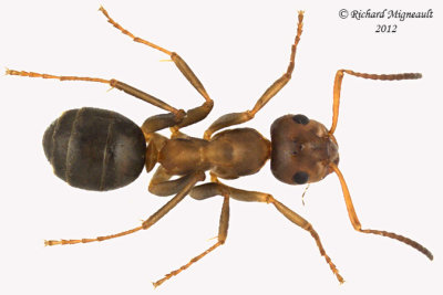 Ant - Genus Formica 1 m12
