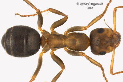 Ant - Genus Formica 2 m12