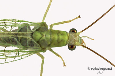 Green Lacewing - Chrysoperla sp 2 m12