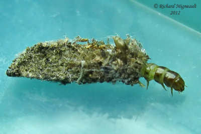 Bagworm Moth larva - Larve de Psych m12