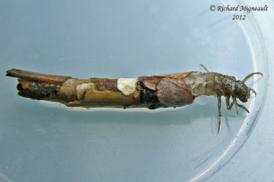 Caddisfly larva 1 m12
