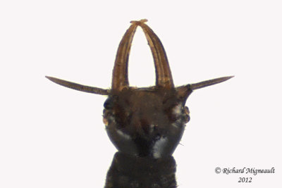 Lacewing Larva 2b m12