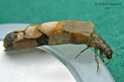 Northern Caddisfly larva