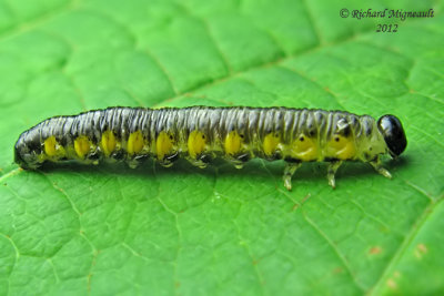 Sawfly larva 1b m12
