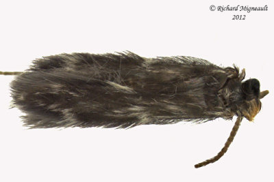 Microcaddisfly Hydroptilidae sp1 m12