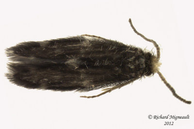 Microcaddisfly Hydroptilidae sp2 m12