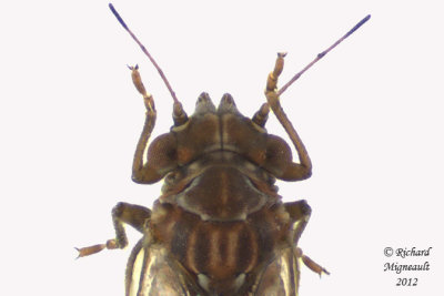 Psylloidea - Psyllidae - Cacopsylla sp 3 m12