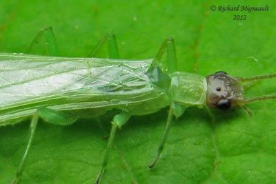 Green stonefly - Alloperla sp 1 m12