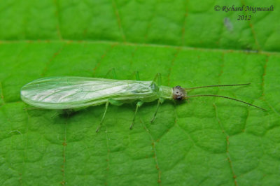 Green stonefly - Alloperla sp 2 m12