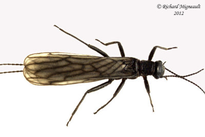 Stonefly sp5 1 female m12