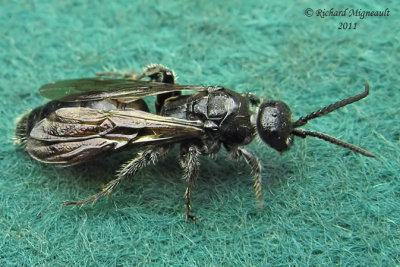 Tiphiid Wasp - Tiphia sp1 m11