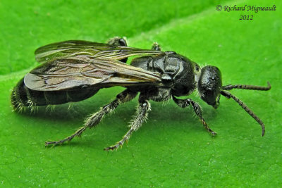 Tiphiid Wasp - Tiphia sp2 1 m12