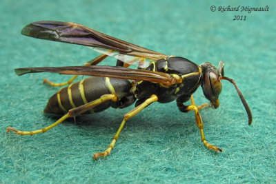 Paper Wasp - Polistes fuscatus 1 m11
